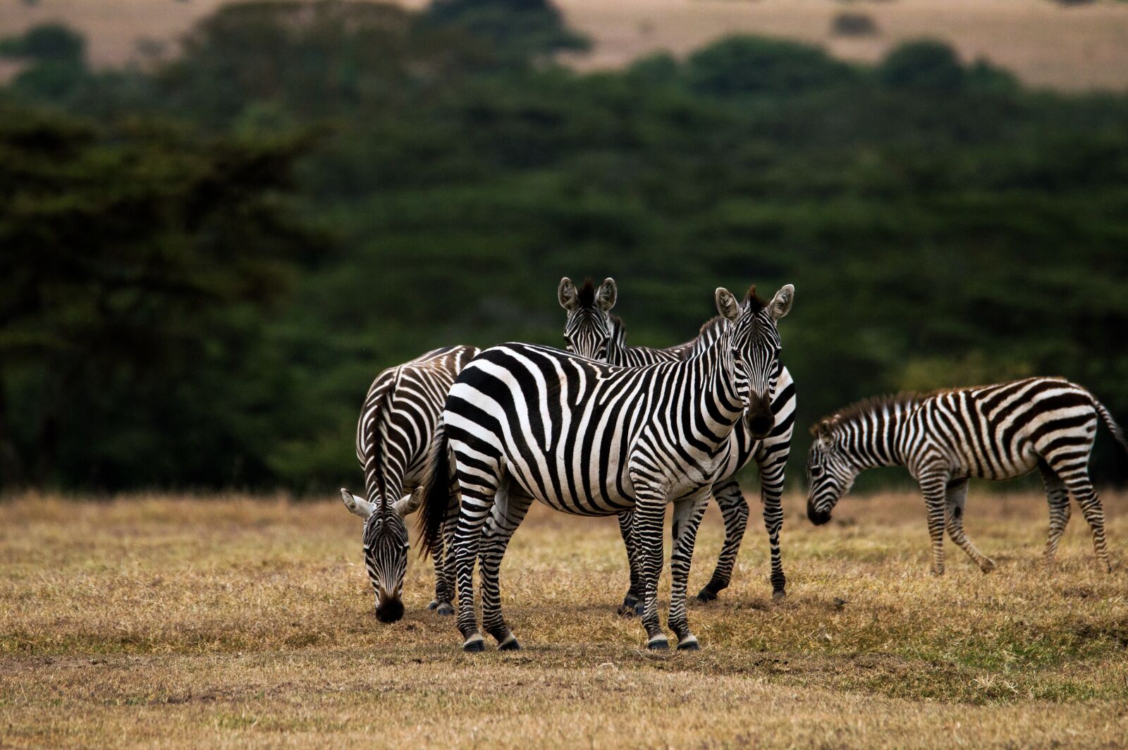 Nikon D3200 sample photo. Zebra, africa, kenya photography