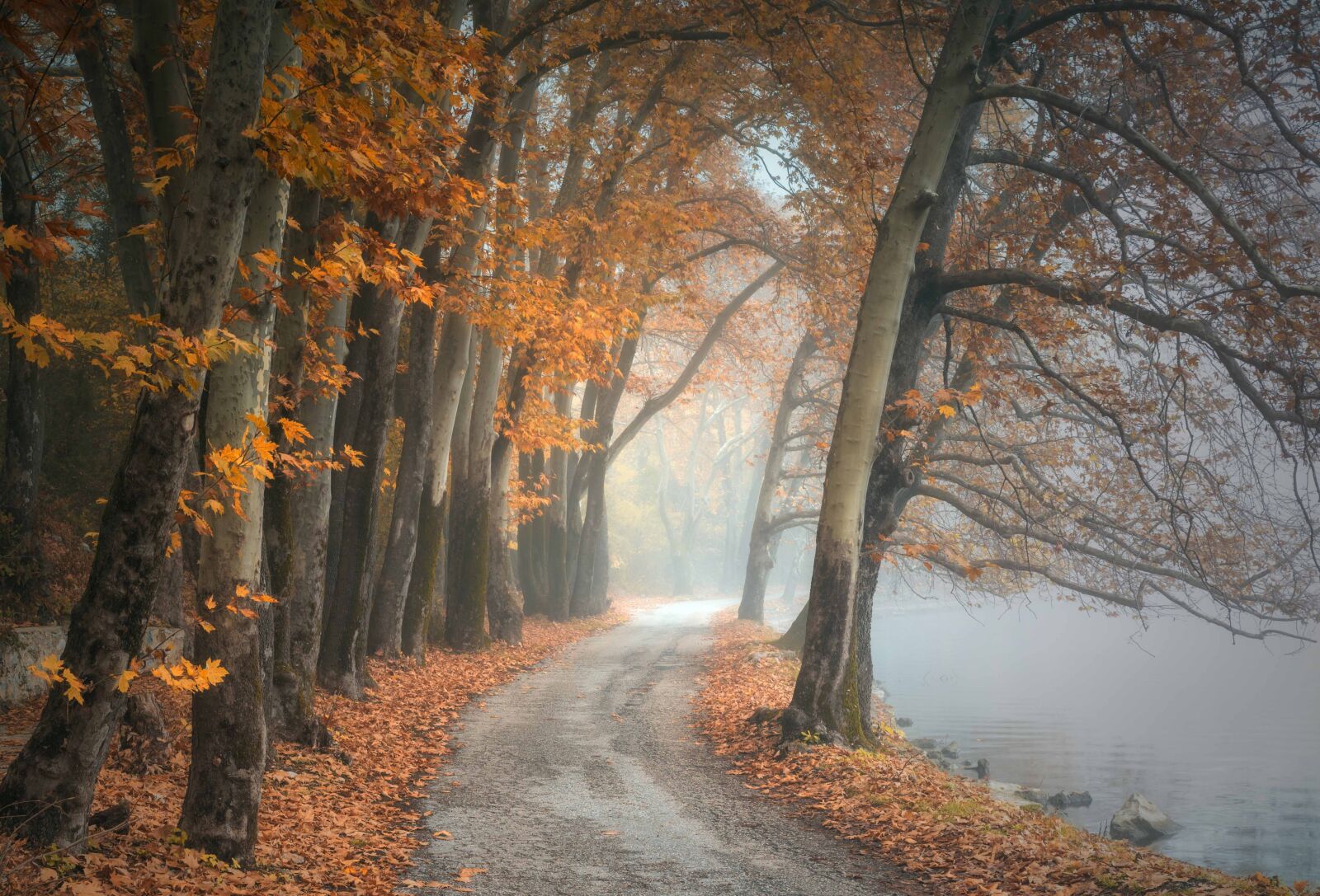 Tamron SP 24-70mm F2.8 Di VC USD sample photo. Trees, fog, fantasy photography