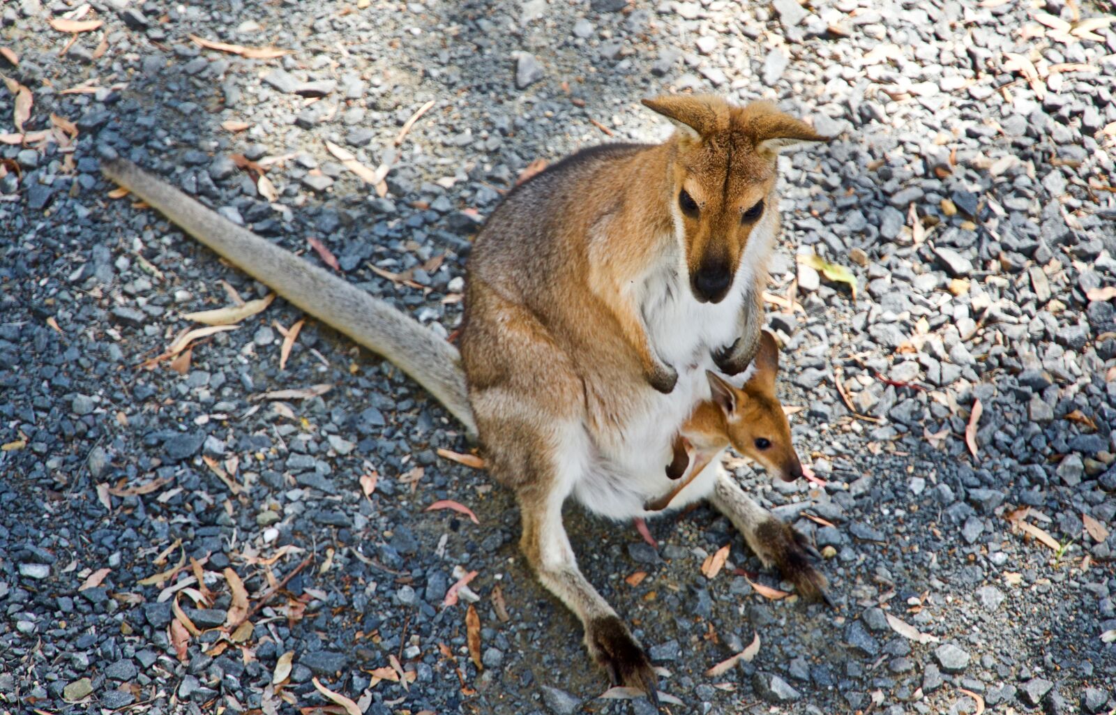 Sony E 18-135mm F3.5-5.6 OSS sample photo. Kangaroo, wallaby, wildlife photography