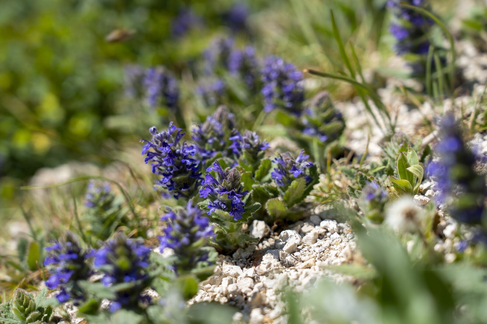 Sony FE 24-105mm F4 G OSS sample photo. Flowers, nature, purple photography