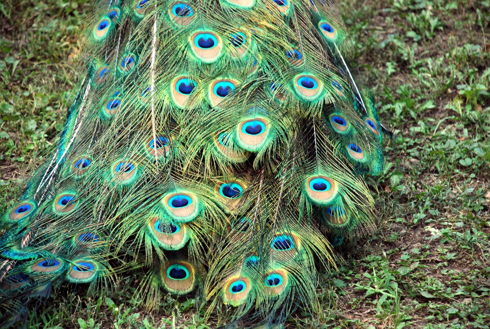 Nikon D40X sample photo. Peacock, tail, color photography