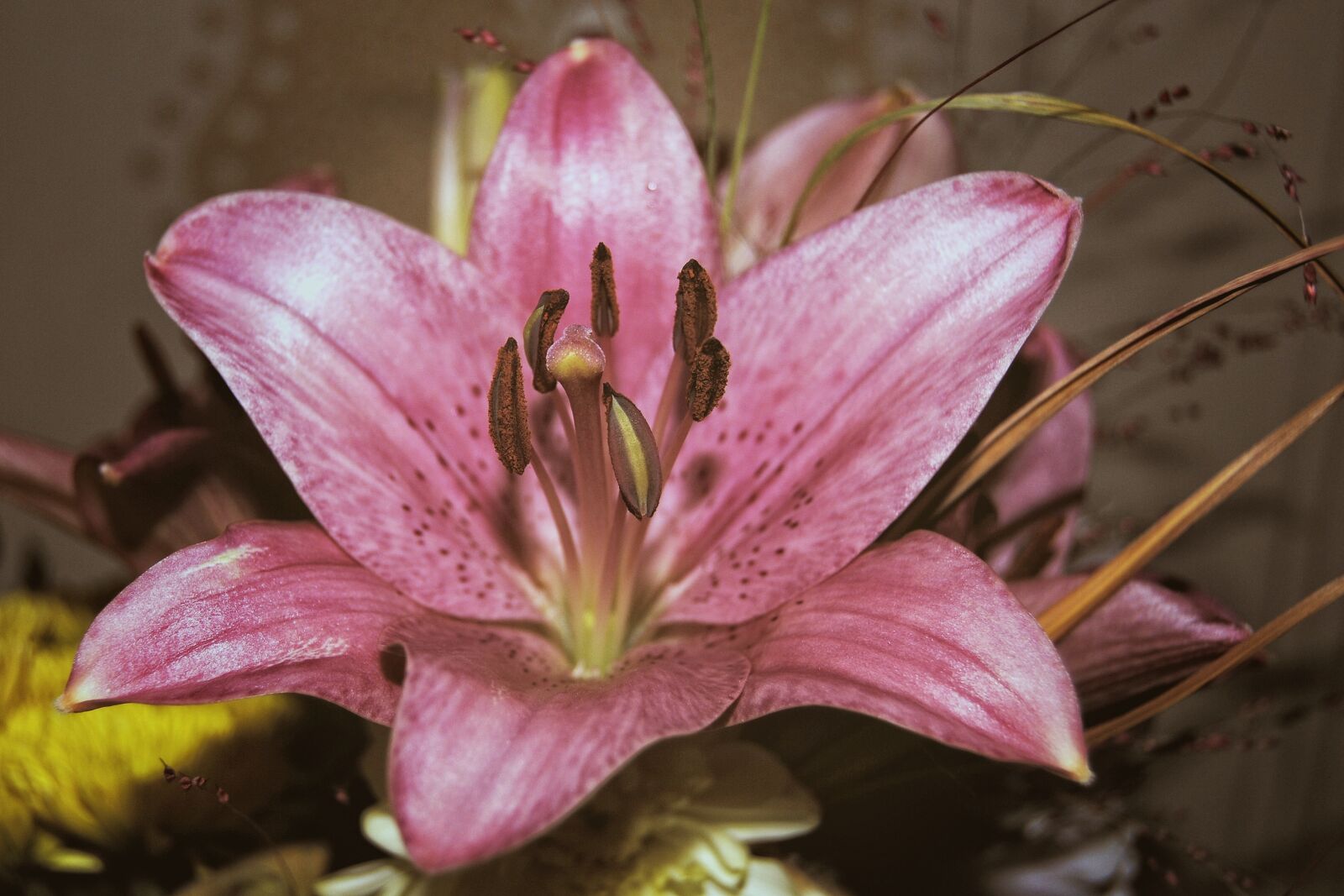 Nikon D3000 sample photo. Lily, blossom, bloom photography