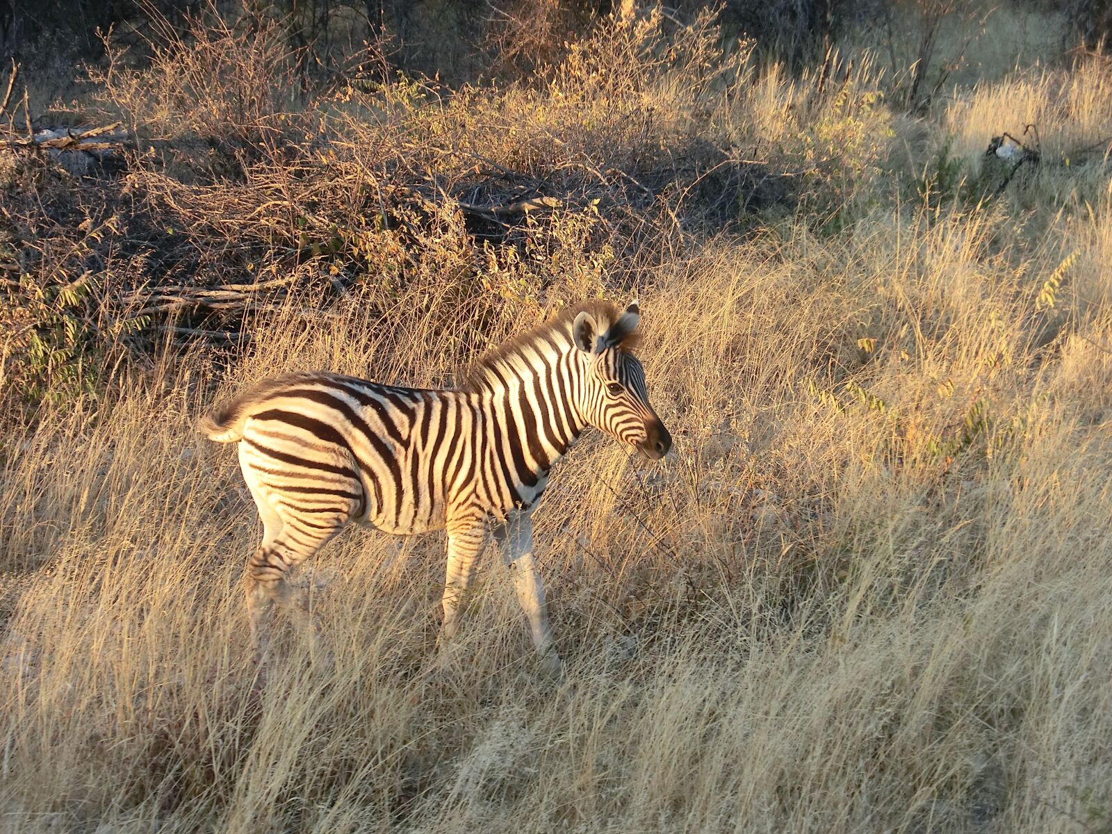 CASIO EX-H30 sample photo. Zebra, africa, safari photography