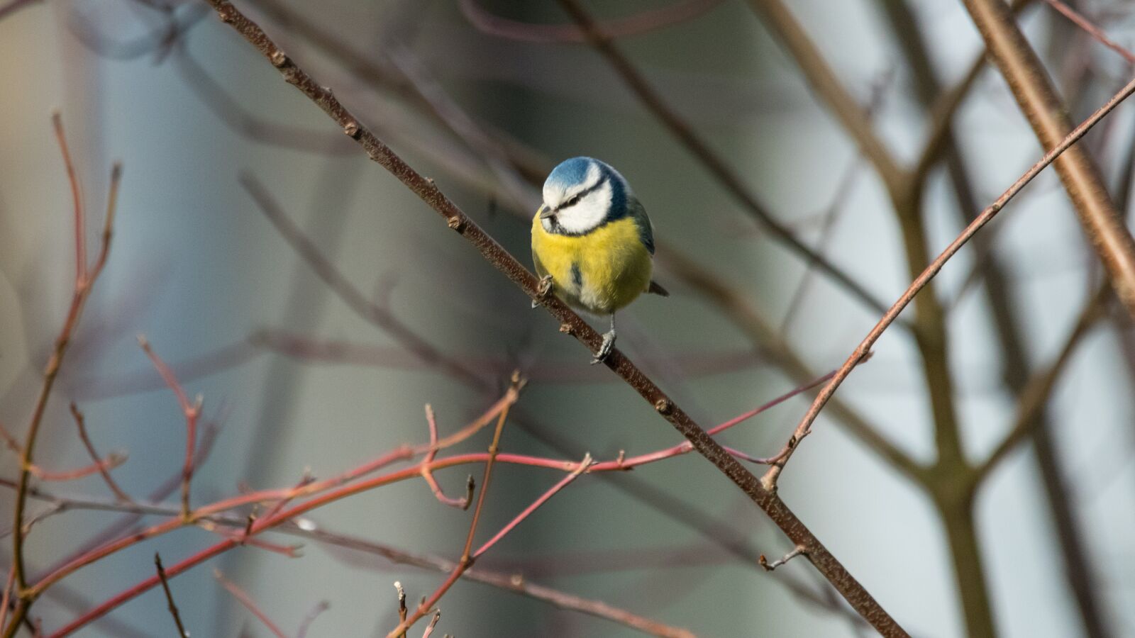 150-600mm F5-6.3 DG OS HSM | Contemporary 015 sample photo. Garden, bird, nature photography