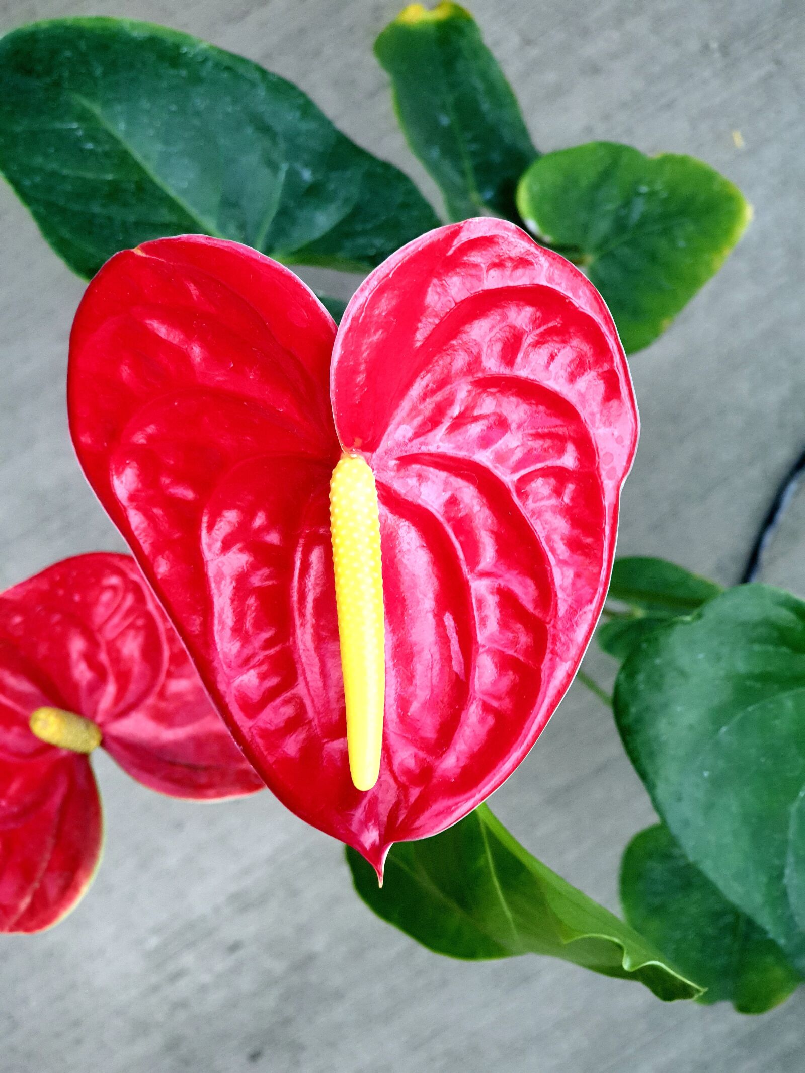 Samsung Galaxy Note9 sample photo. Flowers, nature, plants photography