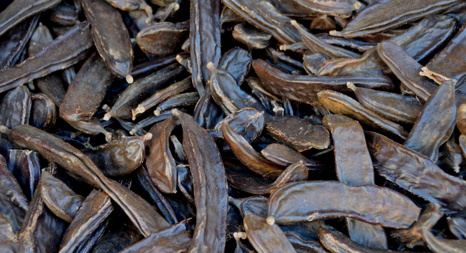 Nikon D3200 sample photo. Bush bean, bean, vegetables photography