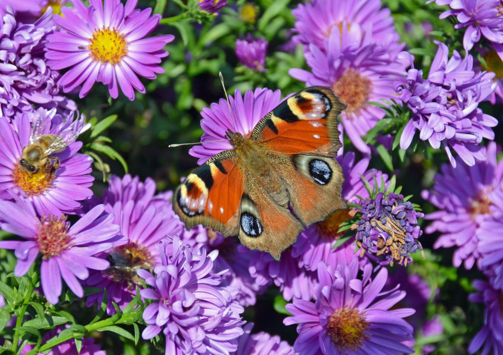 Nikon D5100 sample photo. Butterfly, peacock butterfly, insect photography