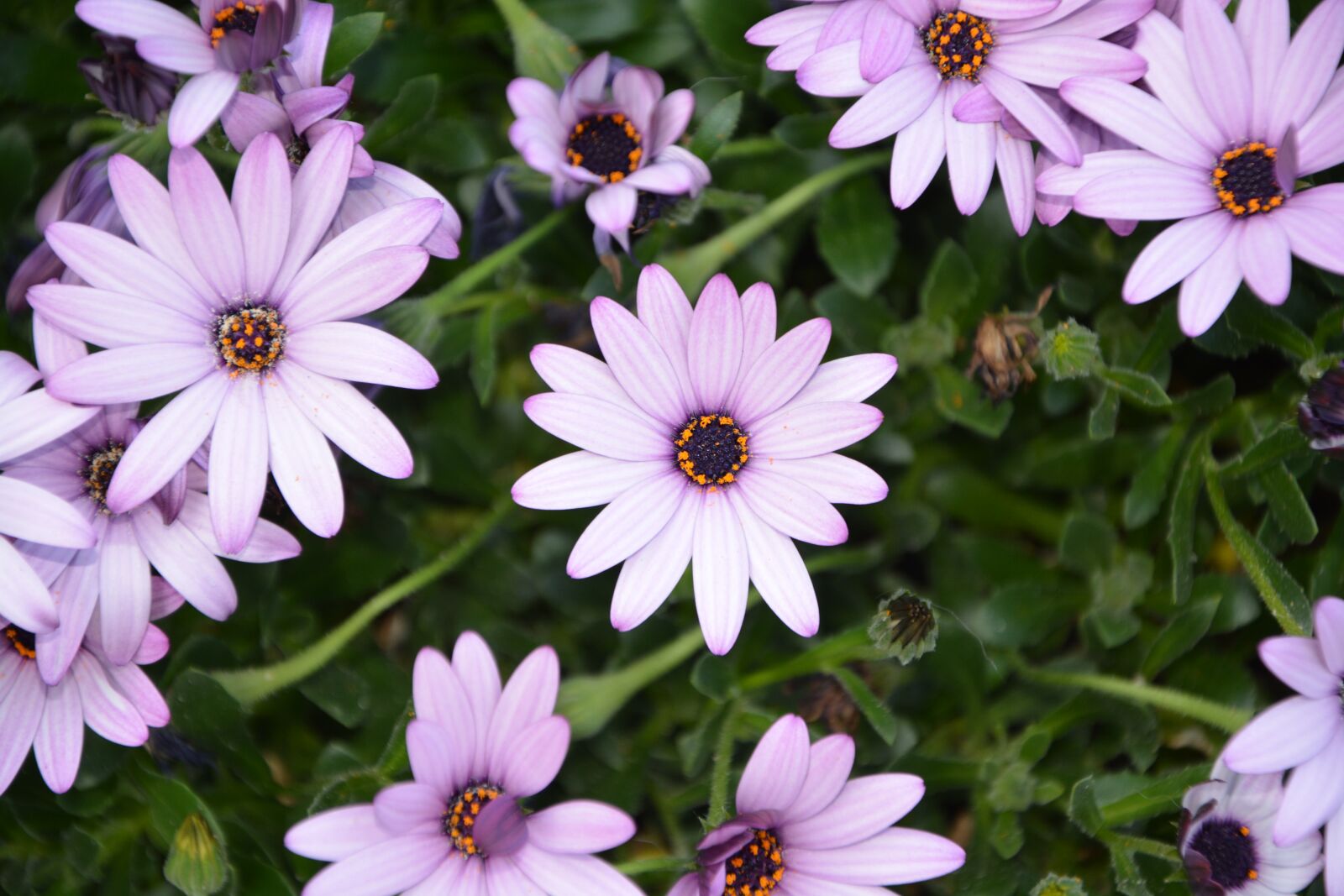 Nikon D5200 sample photo. Flowers, flowers flowers, flora photography