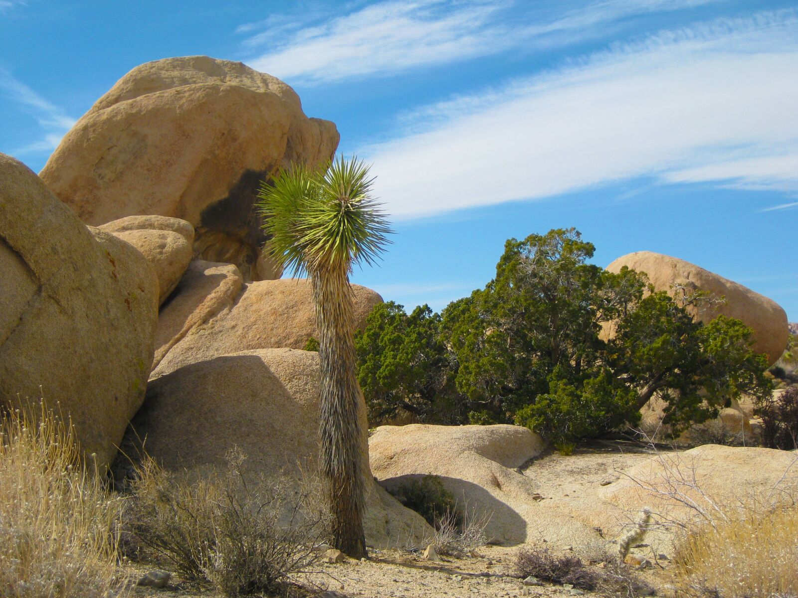 Canon PowerShot SD1100 IS (Digital IXUS 80 IS / IXY Digital 20 IS) sample photo. Desert, joshua tree, joshua photography