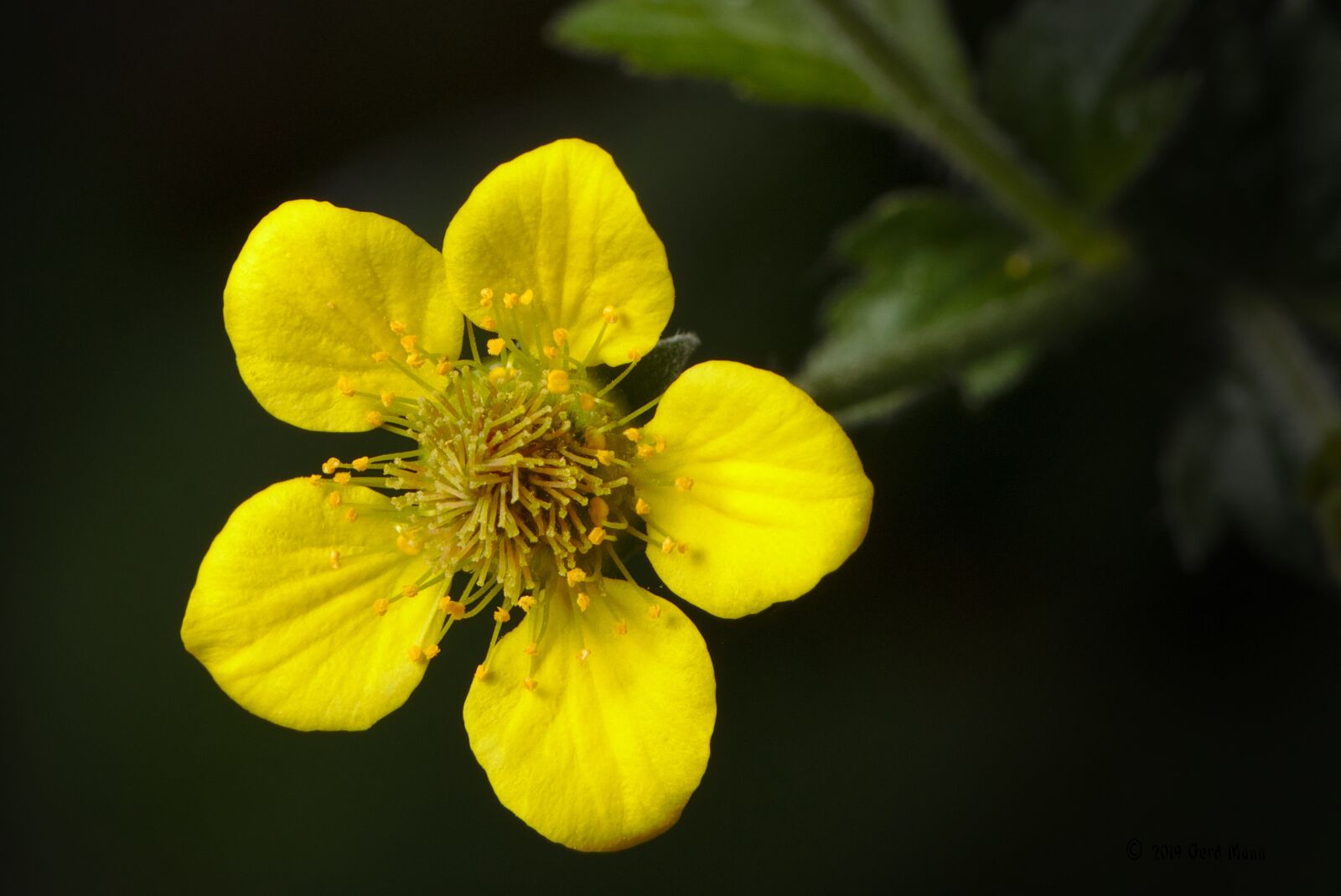 Canon EOS M5 + Canon EF 100mm F2.8L Macro IS USM sample photo. Buttercup, blossom, bloom photography