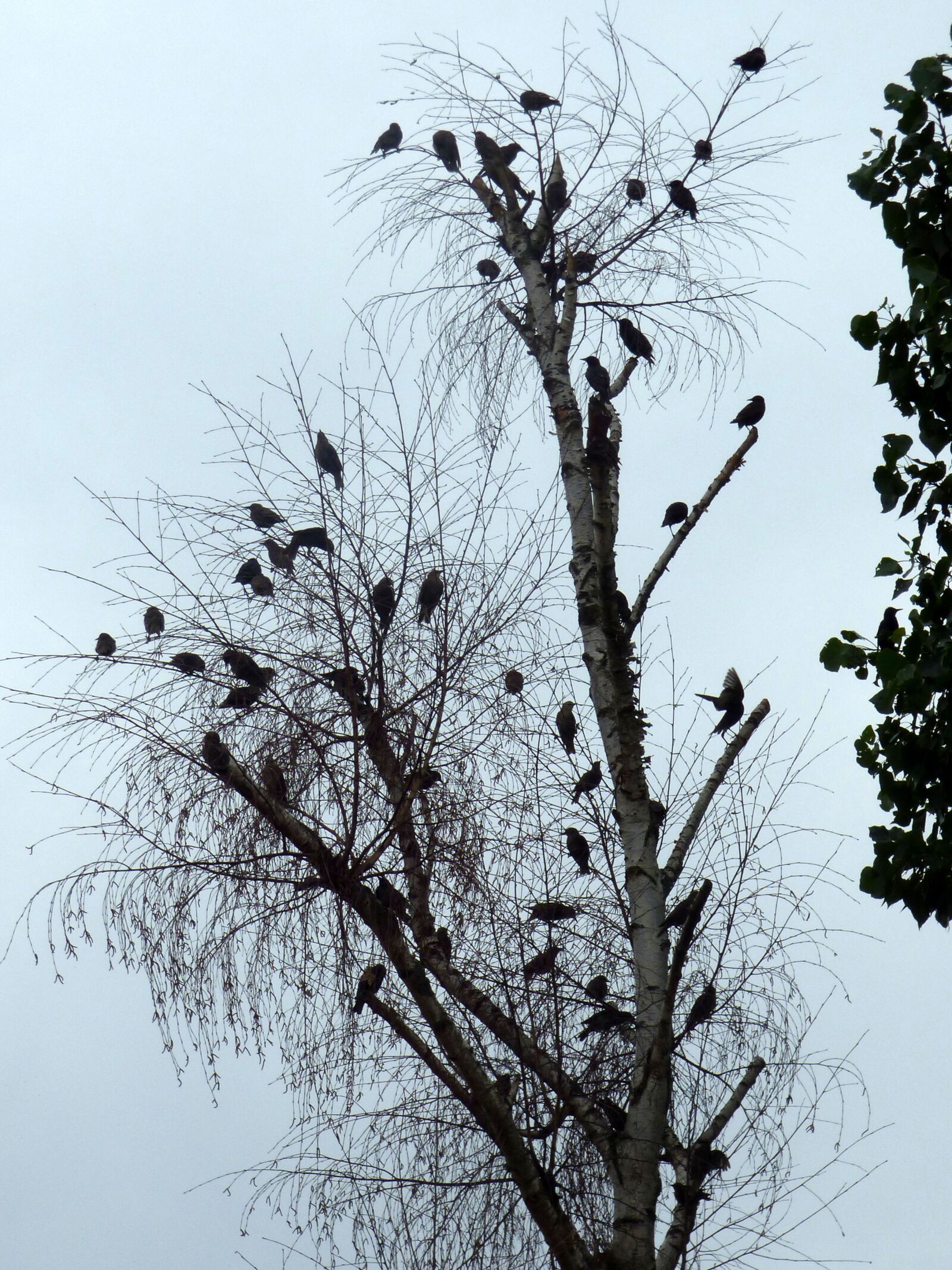 Panasonic DMC-FZ72 sample photo. Starlings, birds, wings photography