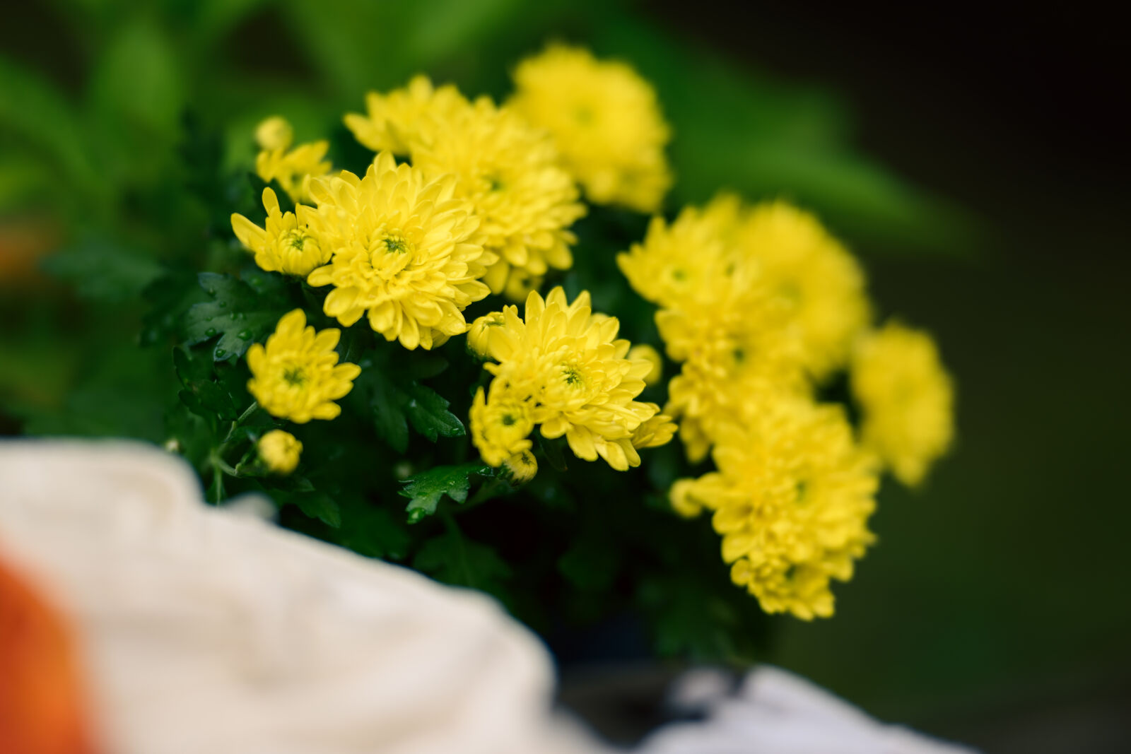Nikon Z8 sample photo. Yellow flowers photography