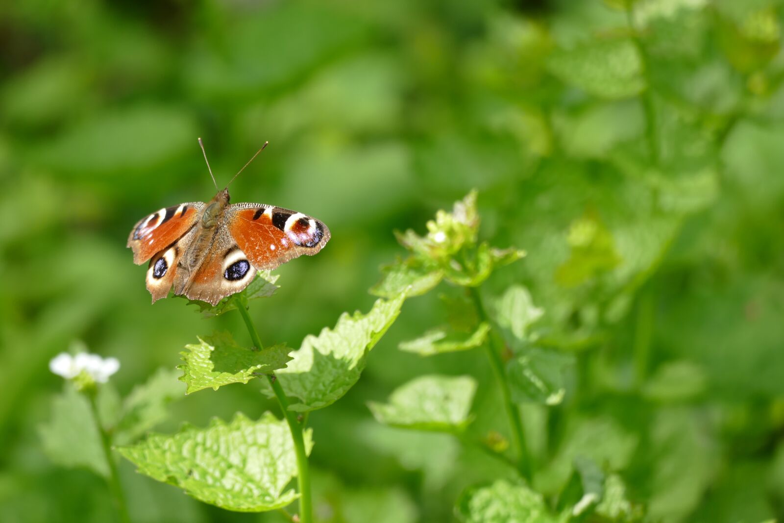 Panasonic Lumix DMC-FZ1000 sample photo. Butterfly, nature, leaf photography