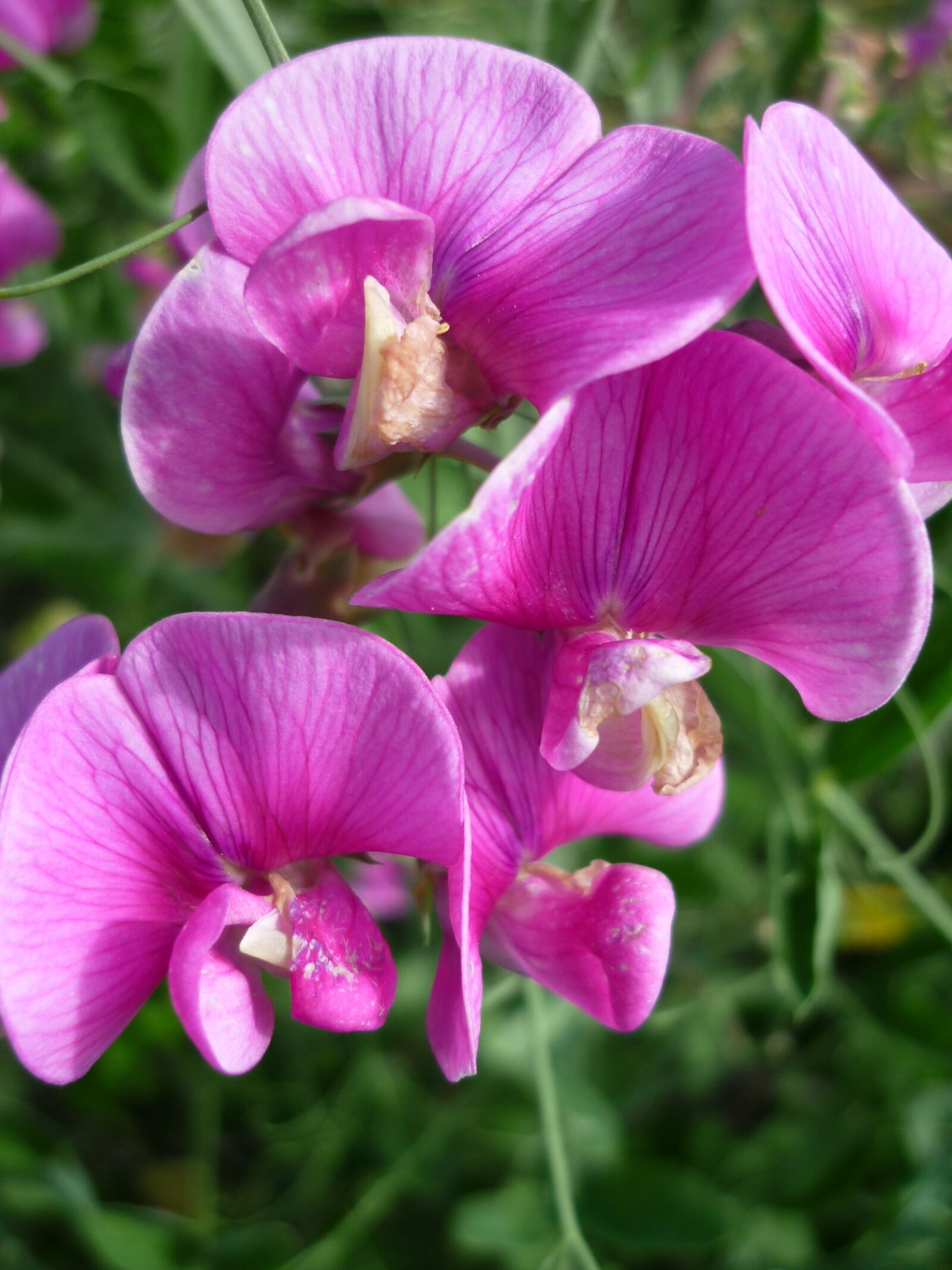 Panasonic Lumix DMC-FS6 sample photo. Vetch, flowers, german wild photography