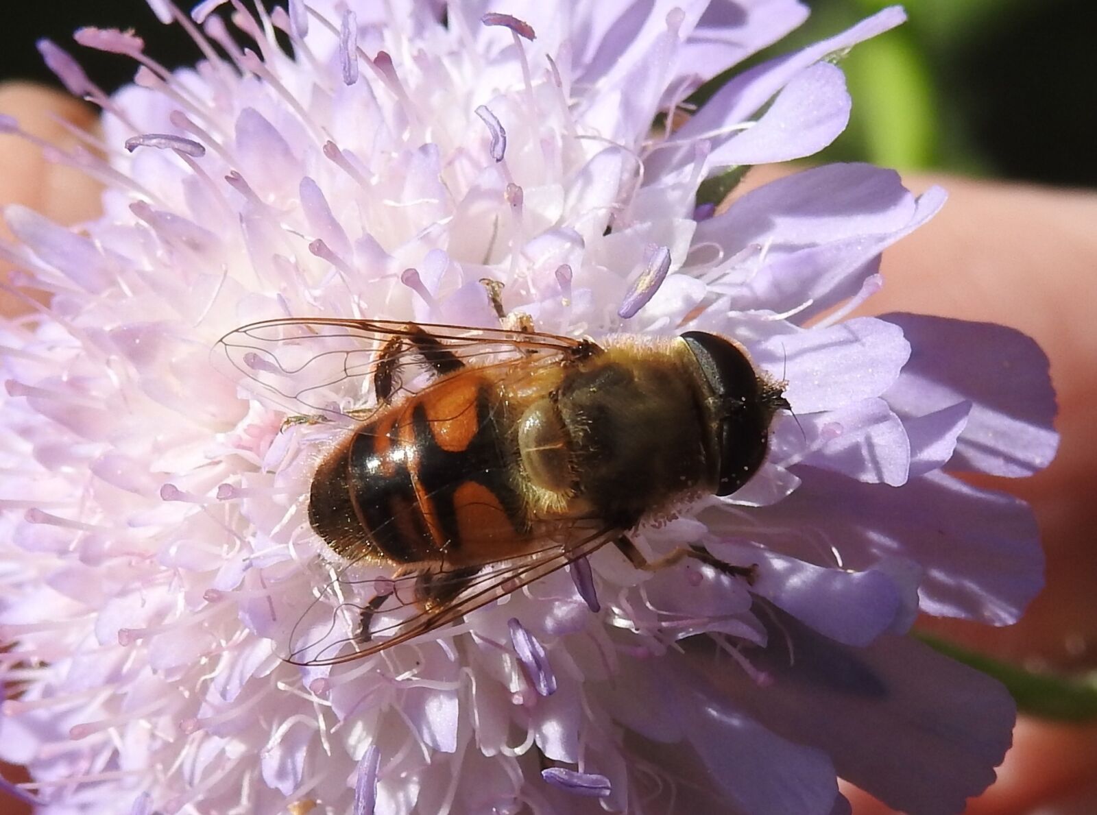 Nikon Coolpix P900 sample photo. Fly, nature, insect photography