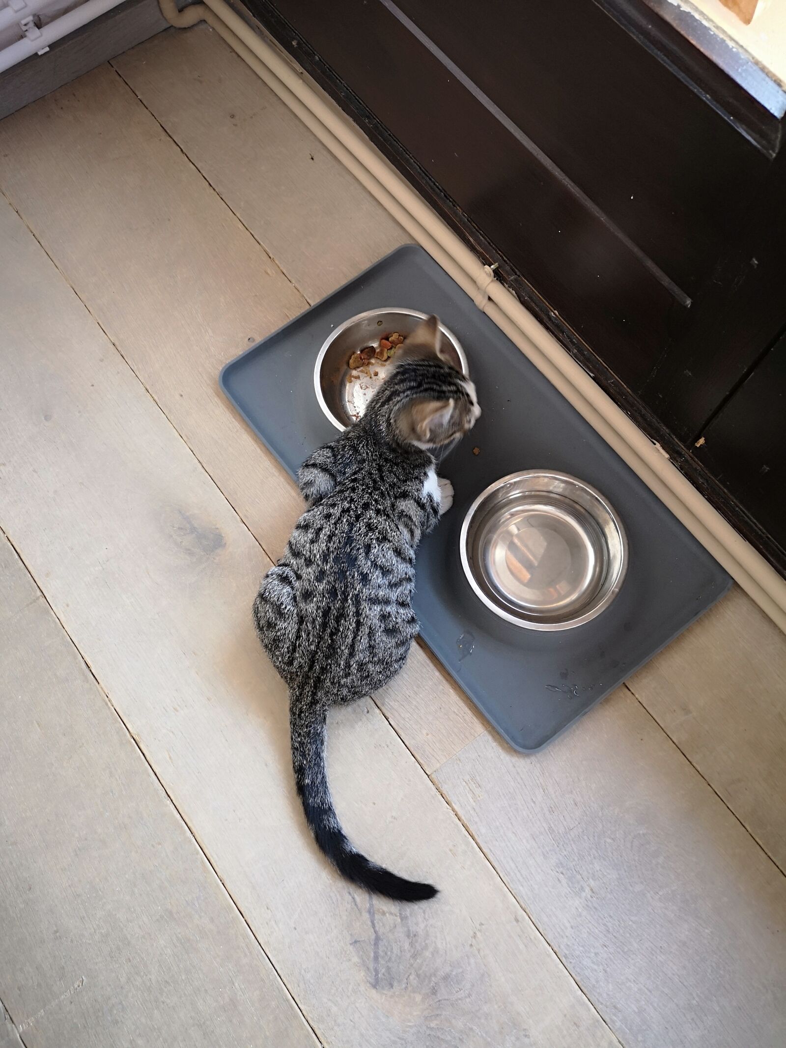 HUAWEI CLT-L29 sample photo. Cat, tail, animals photography