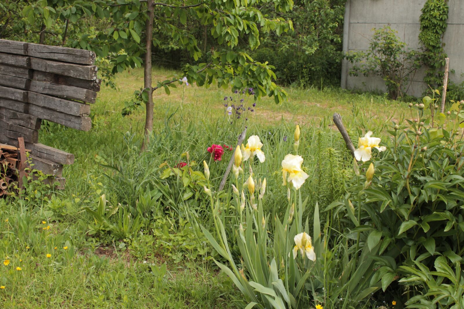 Canon EOS 1100D (EOS Rebel T3 / EOS Kiss X50) sample photo. Flowers, iris, garden photography