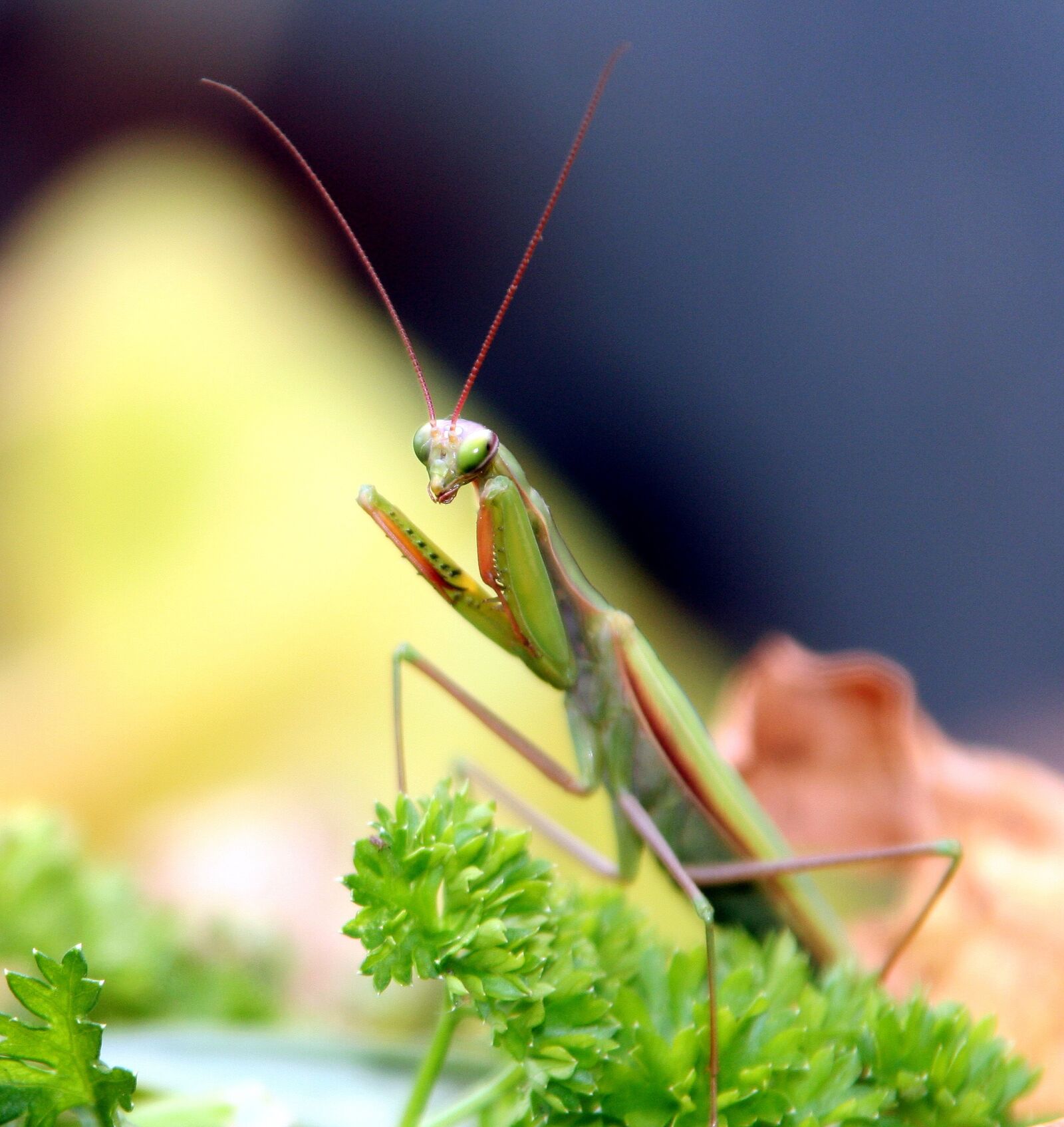 Canon EOS 350D (EOS Digital Rebel XT / EOS Kiss Digital N) sample photo. Insect, mantis, grasshopper photography