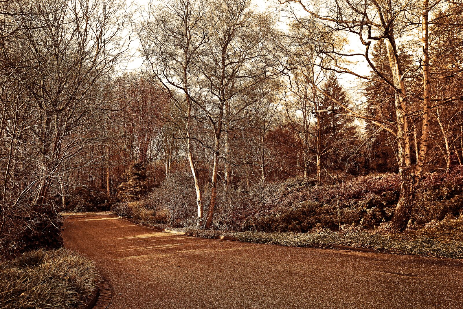 Sony Cyber-shot DSC-RX100 sample photo. Lane, park, landscape photography
