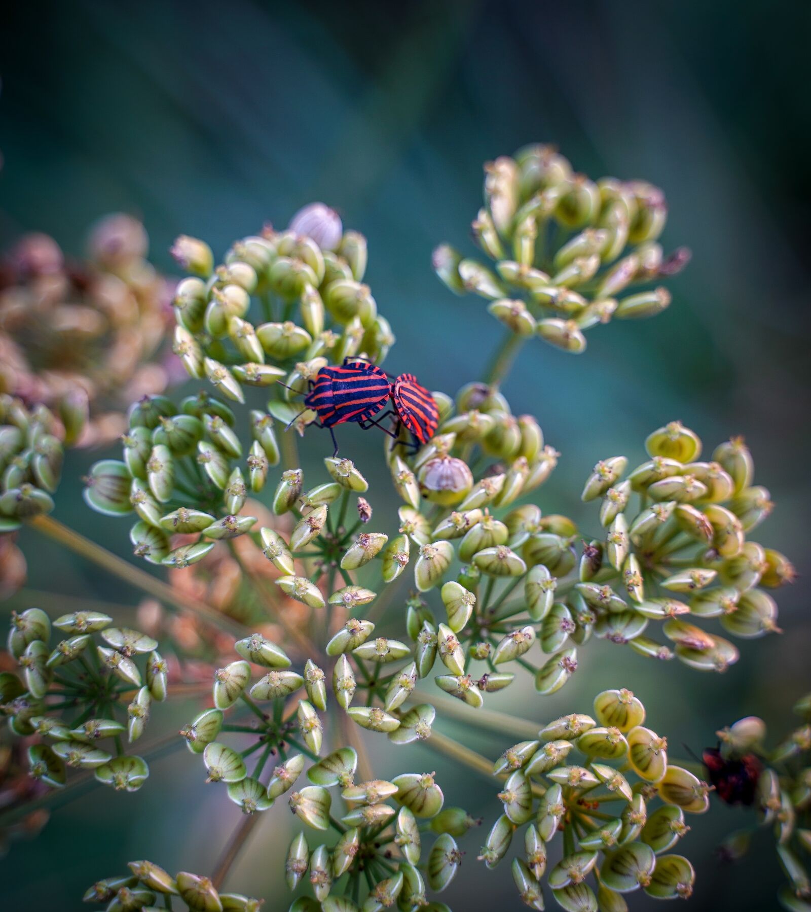 Sony a7 III + Tamron 28-75mm F2.8 Di III RXD sample photo. Grass, blade of grass photography