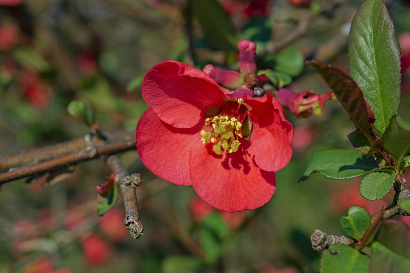 Nikon D3200 sample photo. Wild rose, rose, flower photography