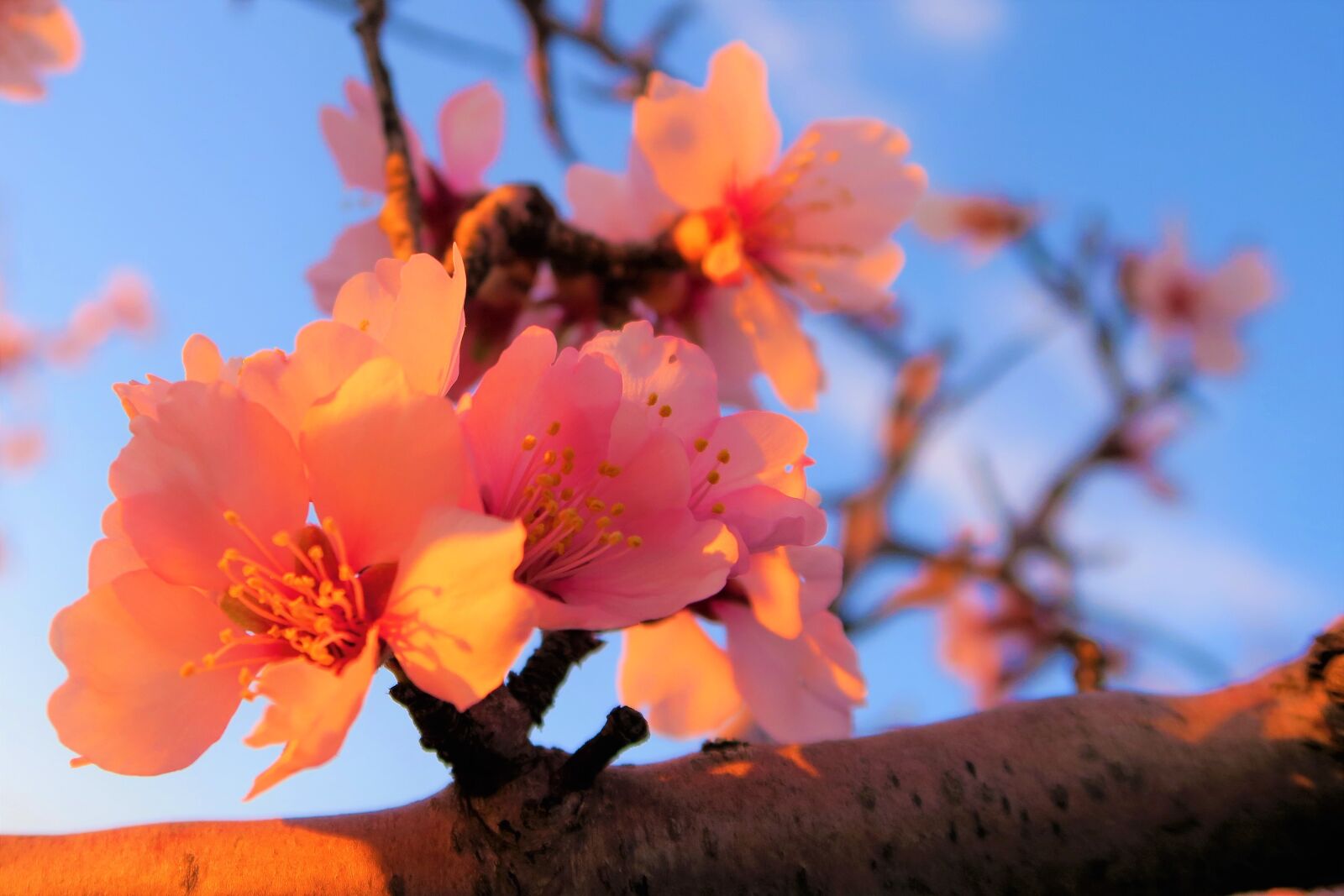 Canon PowerShot G7 X sample photo. Flower, almond, nature photography