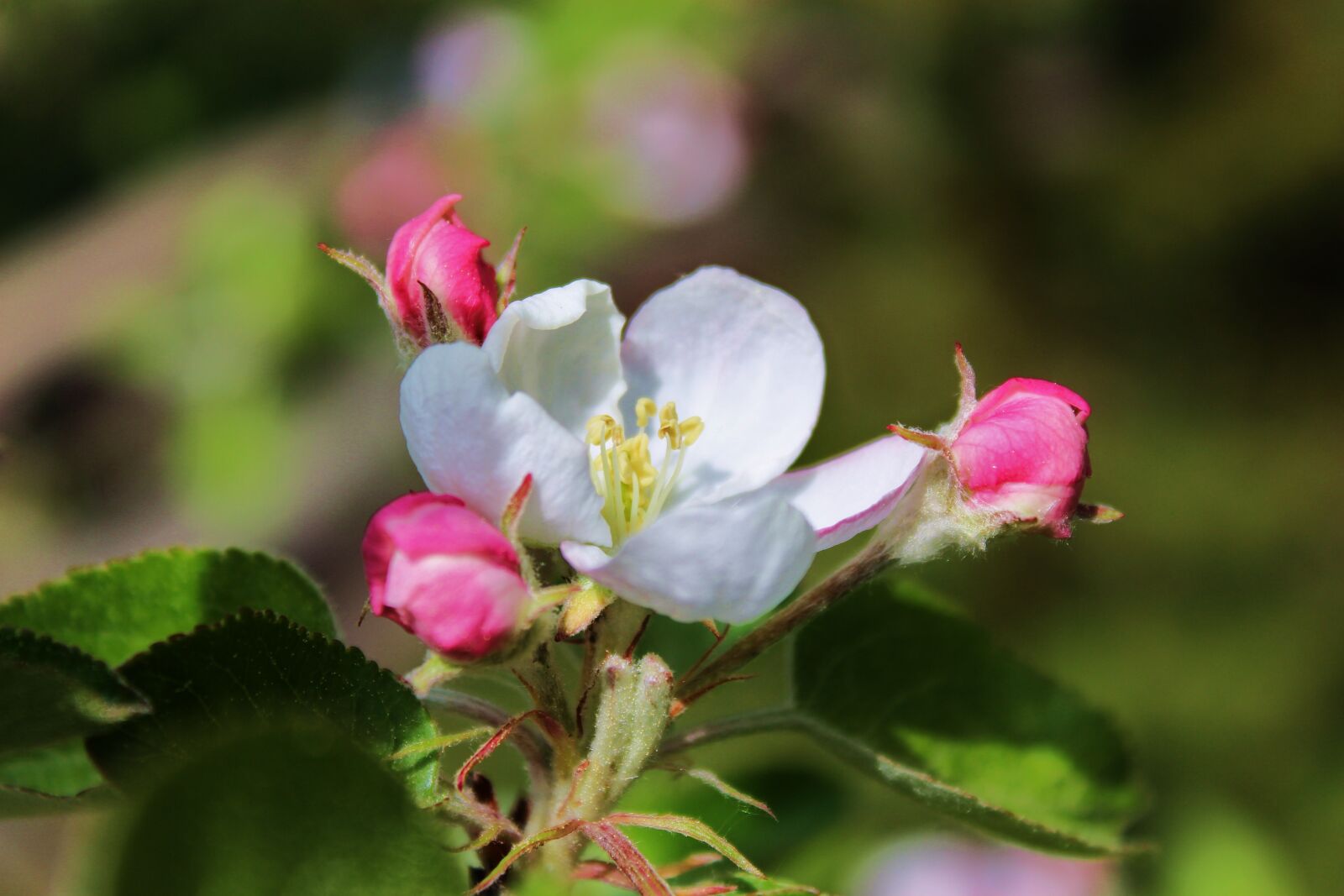 Canon EOS 1300D (EOS Rebel T6 / EOS Kiss X80) sample photo. Blooms, white flower, spring photography