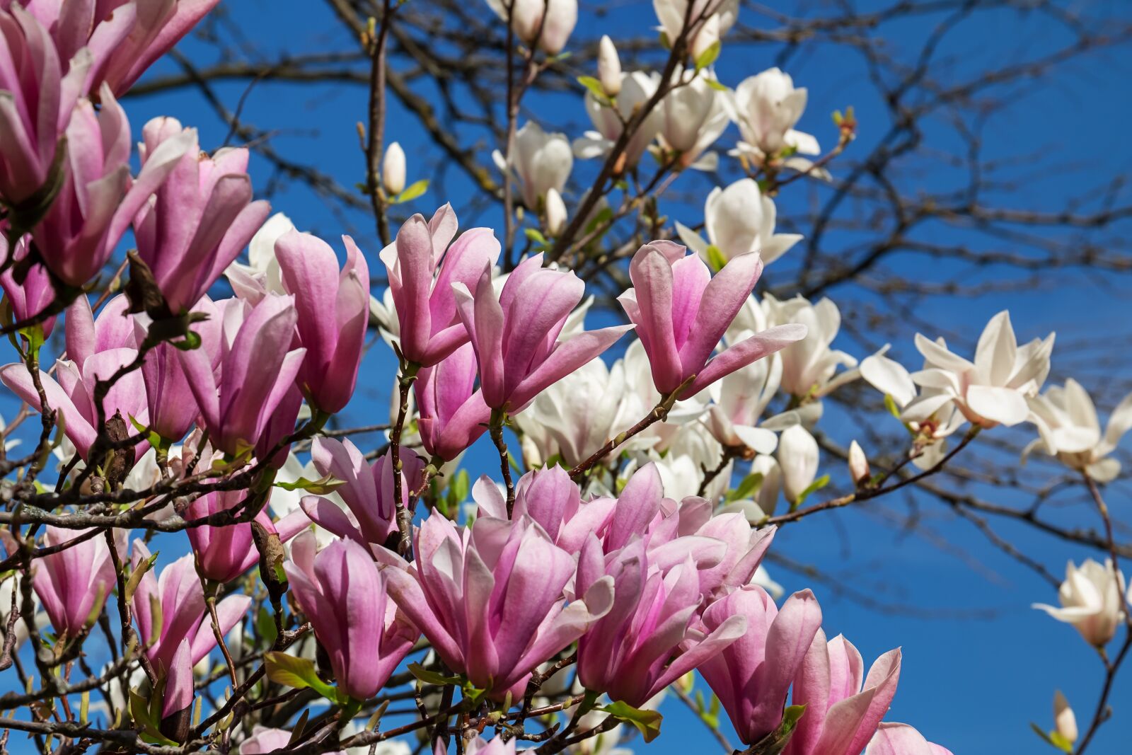Fujifilm XF 55-200mm F3.5-4.8 R LM OIS sample photo. Magnolia, flowers, pink photography