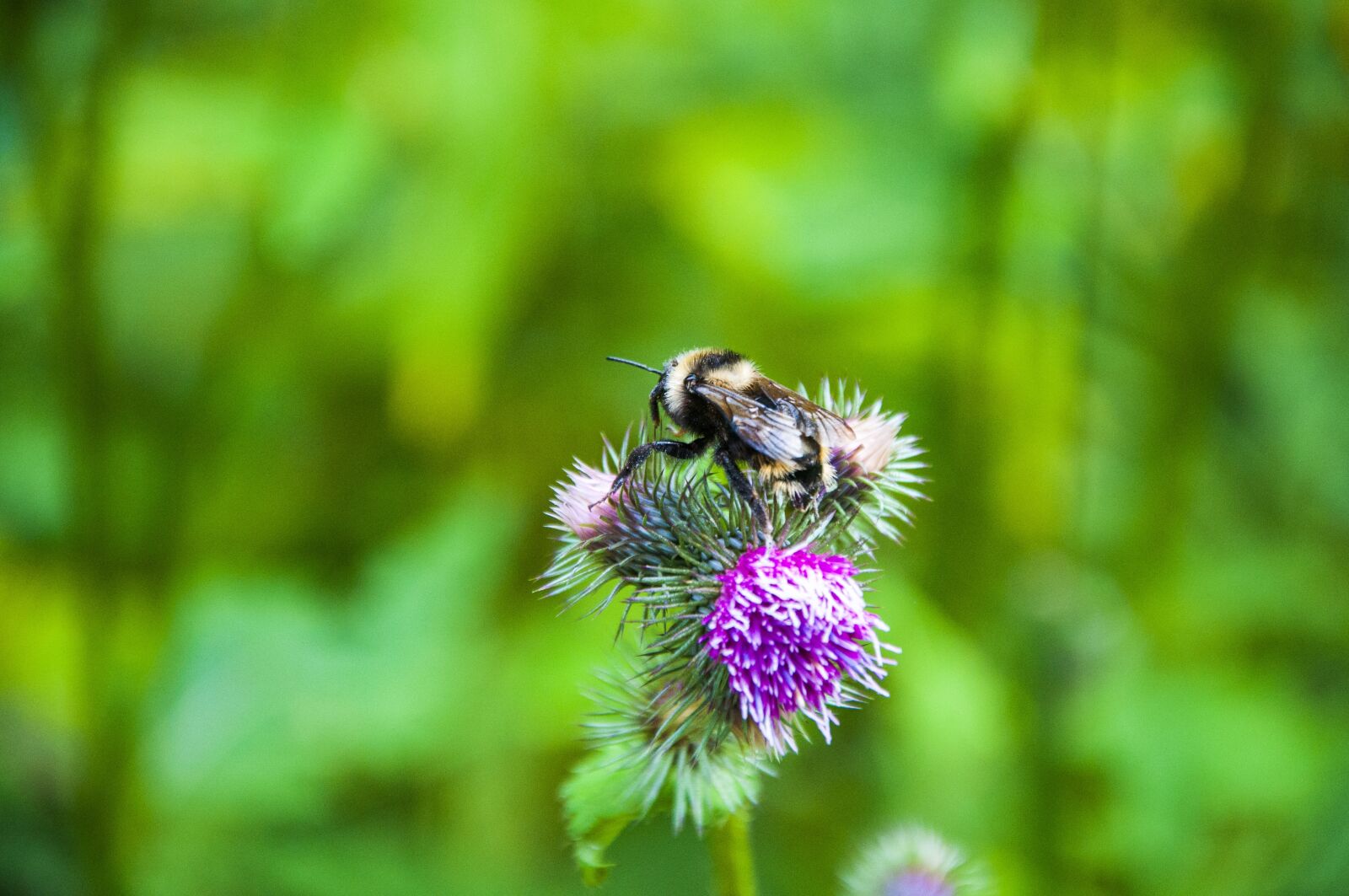 Nikon D90 sample photo. Bieszczady, nature, poland photography
