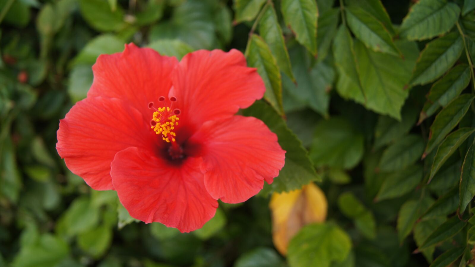 Sony SLT-A35 sample photo. Flower, hibiscus, pink flower photography