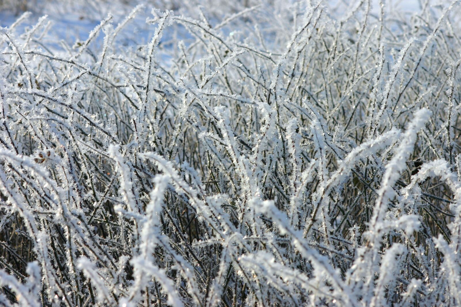 Canon EOS 300D (EOS Digital Rebel / EOS Kiss Digital) sample photo. Frost, winter, ice photography