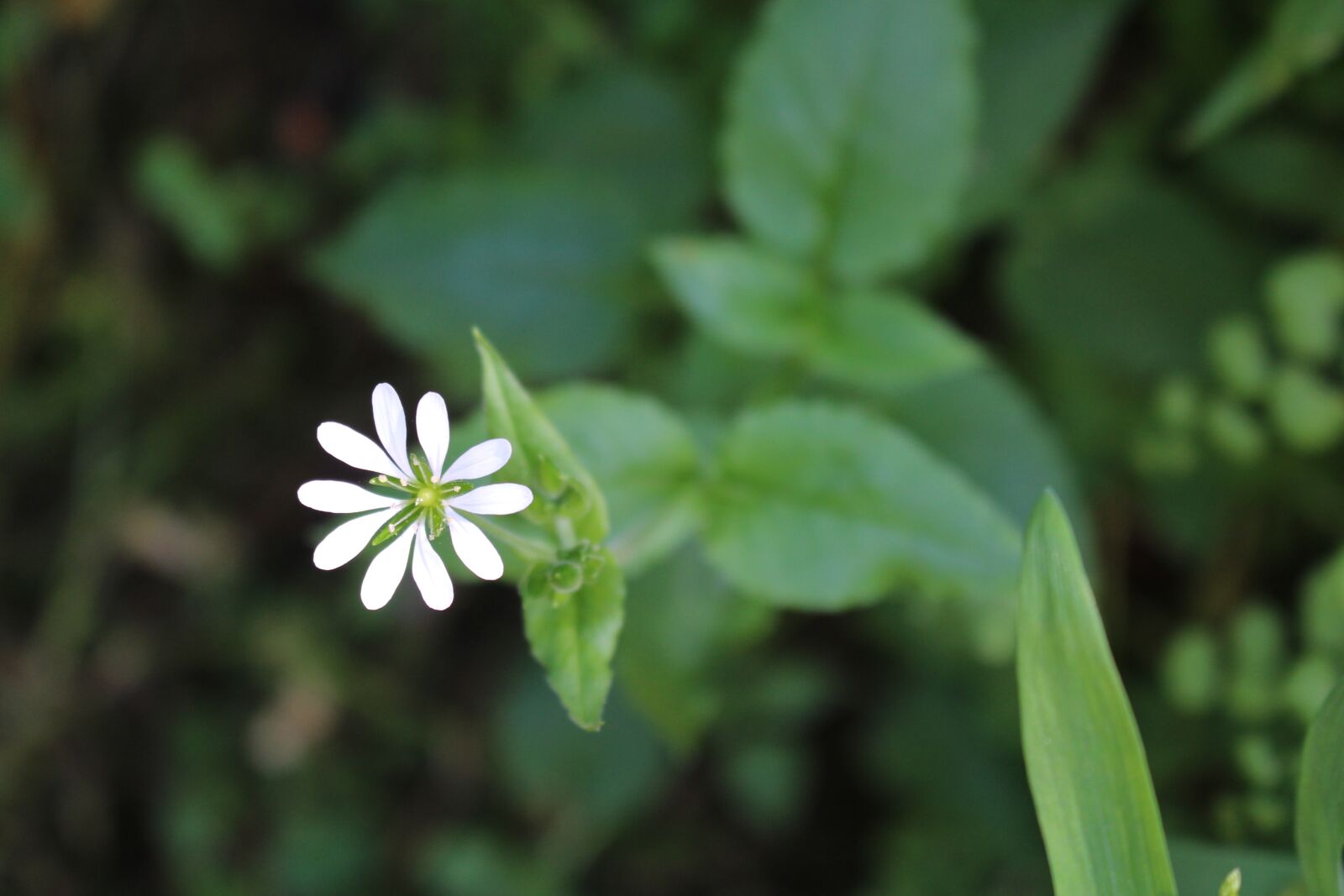 Canon EOS 700D (EOS Rebel T5i / EOS Kiss X7i) sample photo. Nature, flower, garden photography