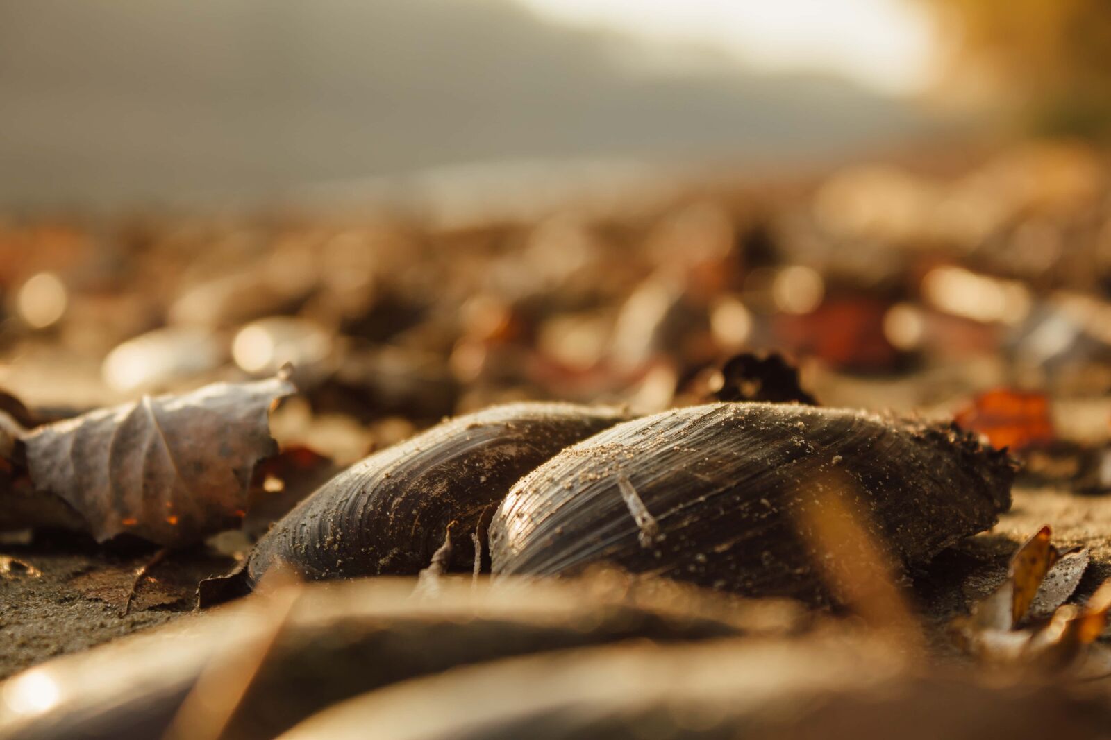Canon EF-S 18-55mm F3.5-5.6 IS sample photo. Mussel, autumn season, shell photography