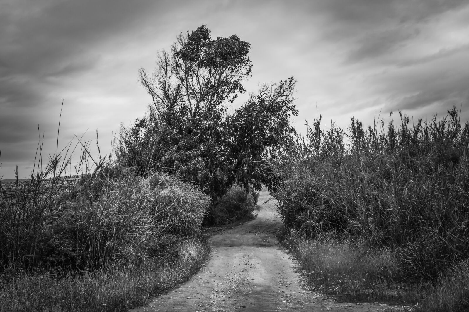 Nikon D3300 sample photo. Path, dirt road, countryside photography