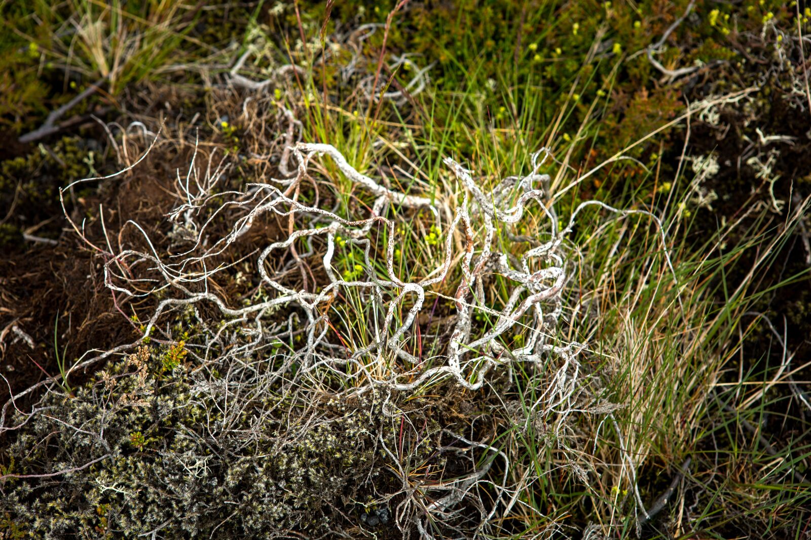 Canon EOS 5D Mark III sample photo. Moss, dry grass, nature photography