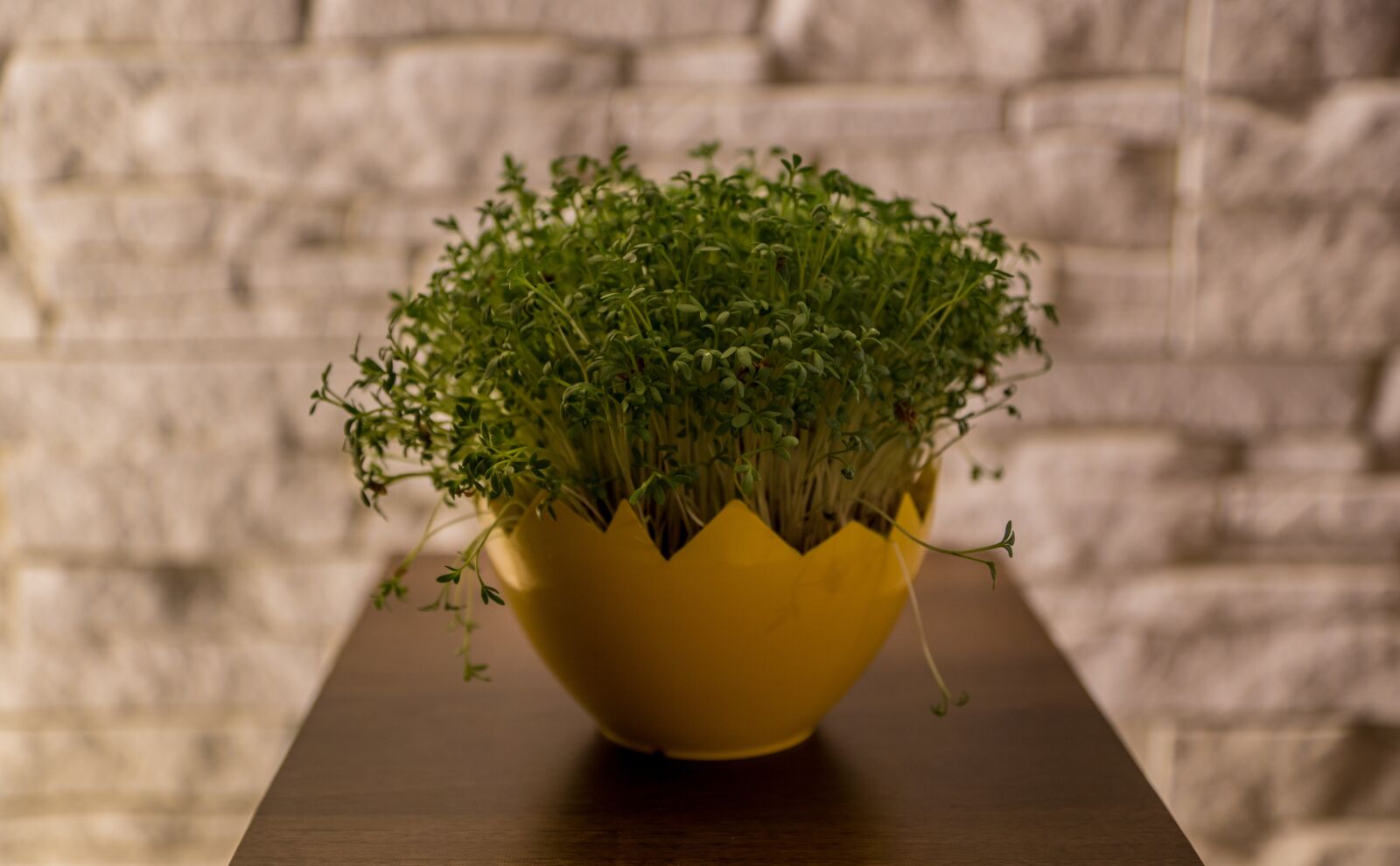 Sony ILCA-77M2 sample photo. Cuckooflower, green, nature, plant photography