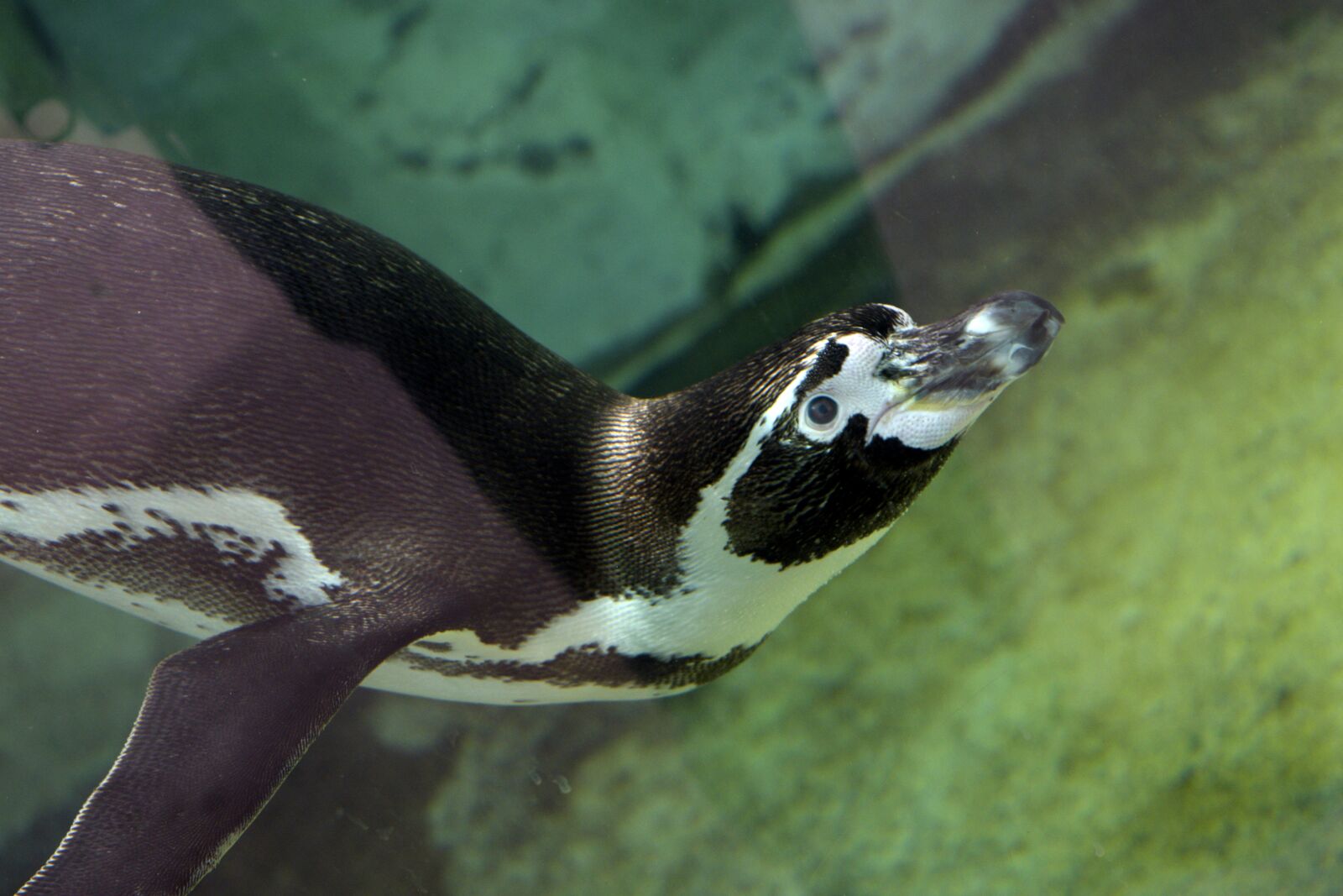 Nikon D3300 sample photo. Penguin, mammal, aquatic photography