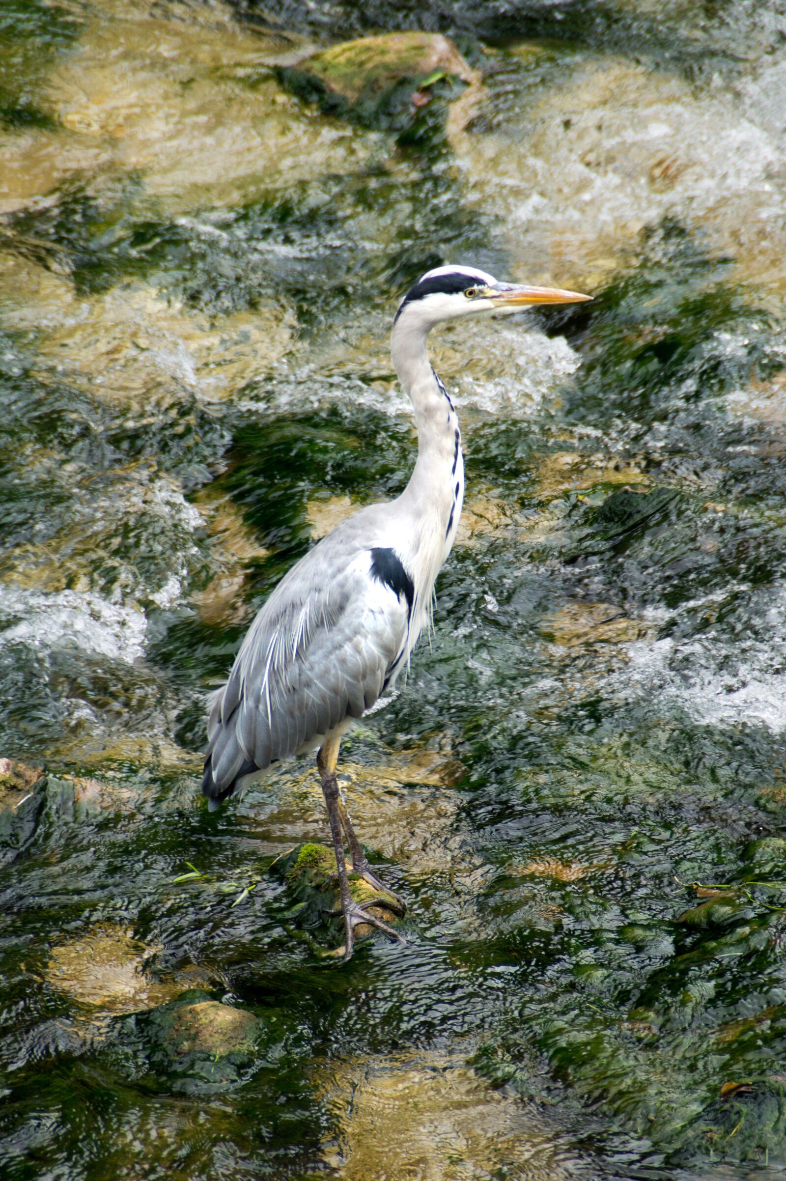Sony SLT-A58 + Sony DT 18-200mm F3.5-6.3 sample photo. Heron, bach, nature photography
