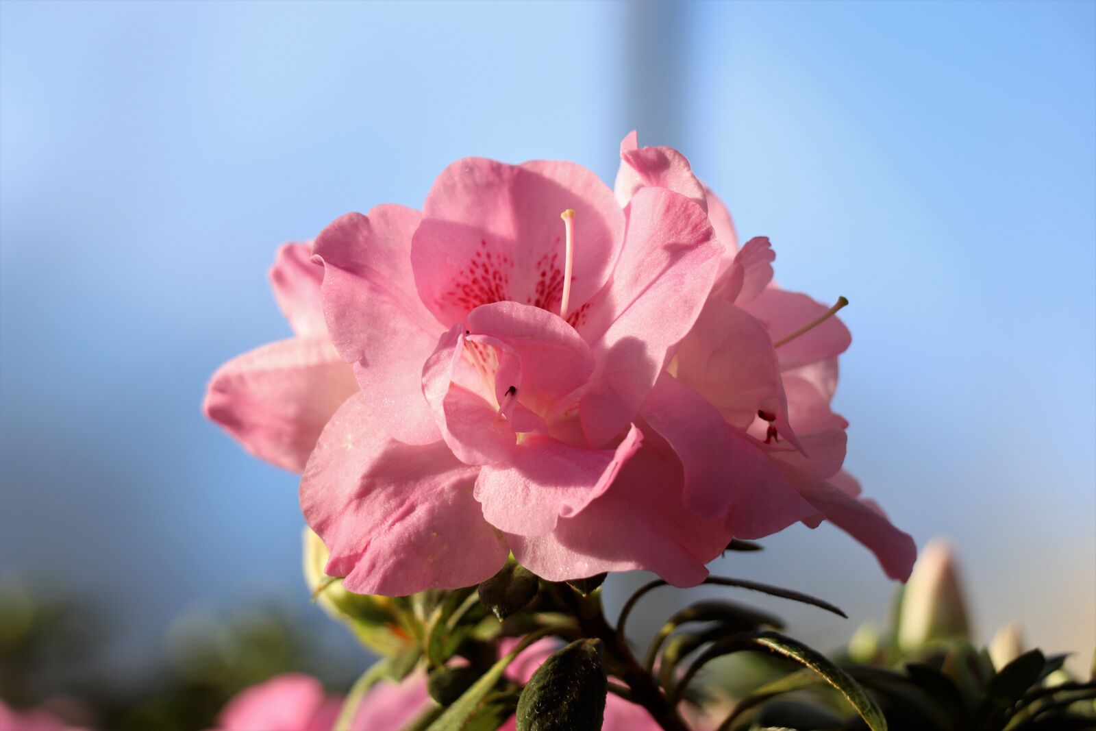Canon EOS 77D (EOS 9000D / EOS 770D) sample photo. Flower, flowers, bloom photography
