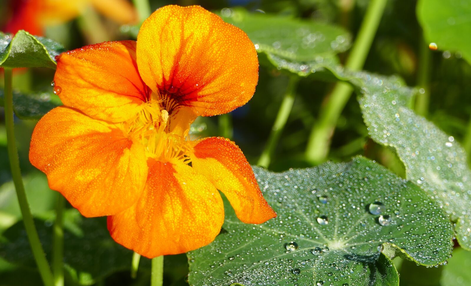 Panasonic Lumix DMC-FZ1000 sample photo. Nature, garden, flower photography