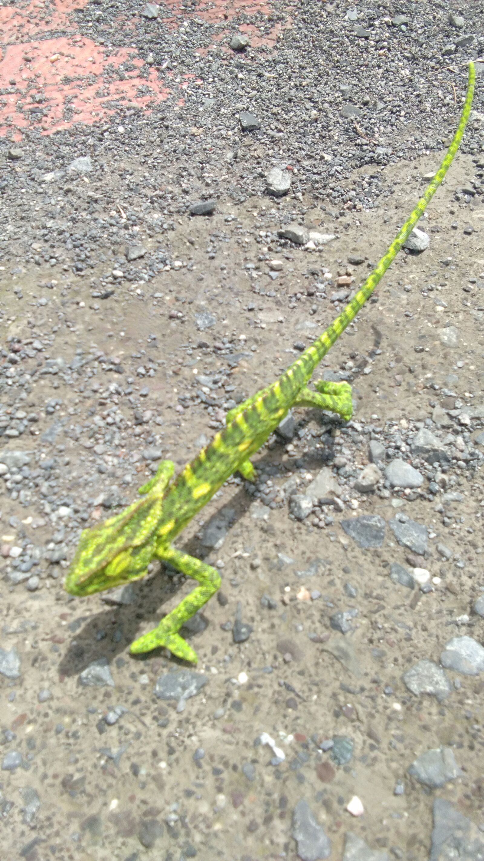 vivo Y53 sample photo. Chameleon, changingcolors, animals photography