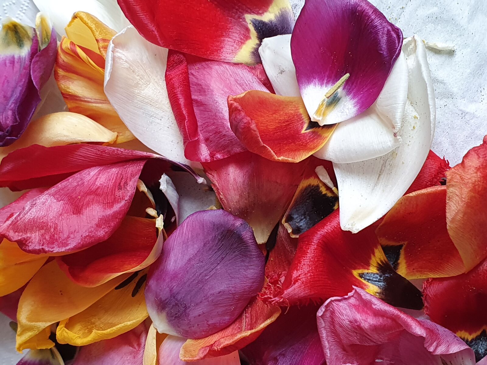 Samsung Galaxy S10 sample photo. Farben, natur, nature photography