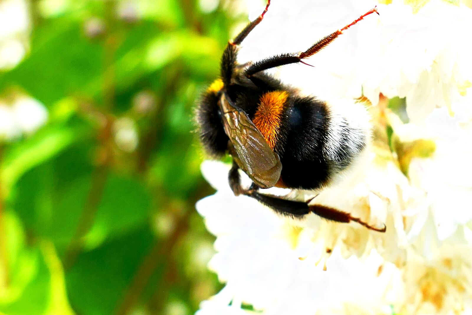 Panasonic Lumix DMC-LX10 (Lumix DMC-LX15) sample photo. Acker hummel, bee, flower photography