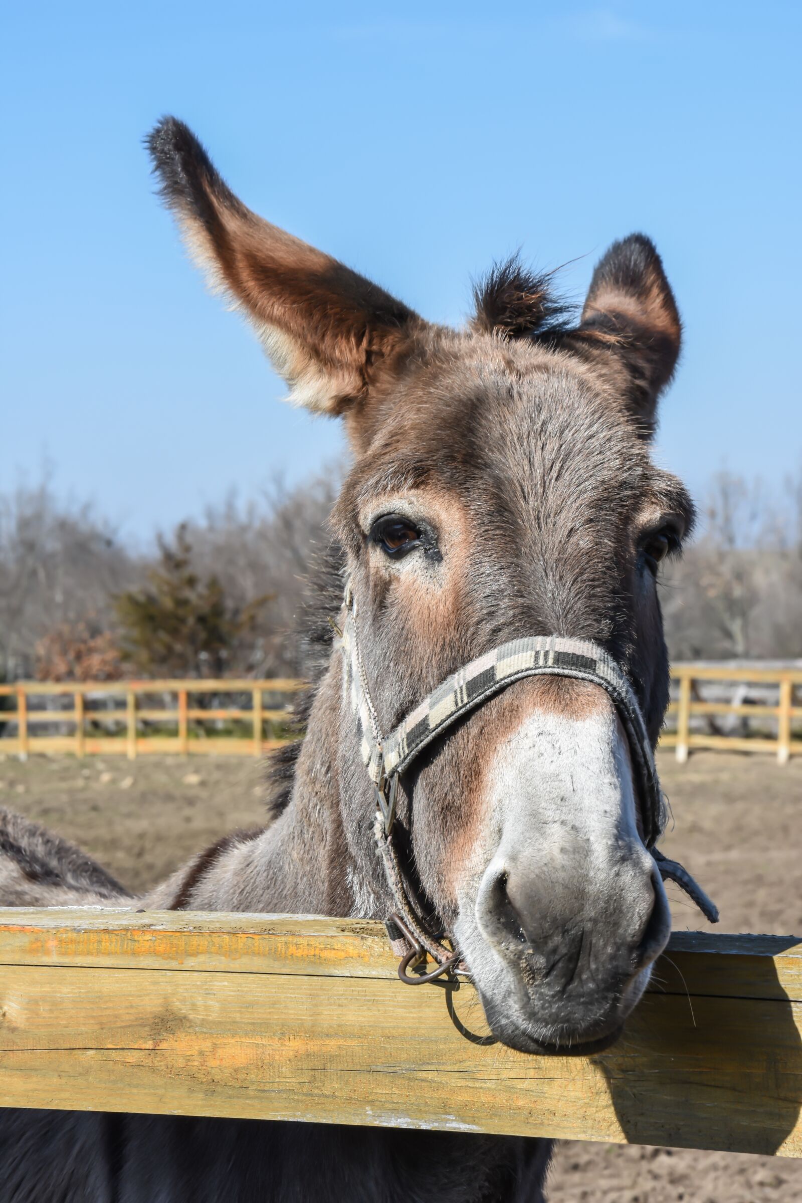Nikon D7200 sample photo. Donkey, outdoor, farm photography