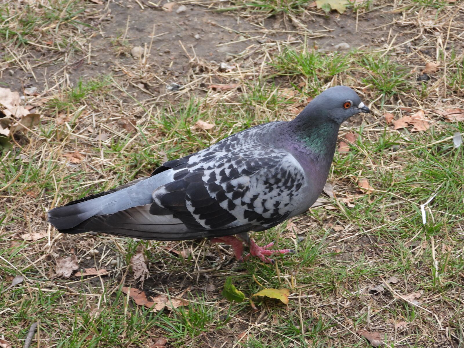 Nikon Coolpix P1000 sample photo. Dove, bird, pen photography