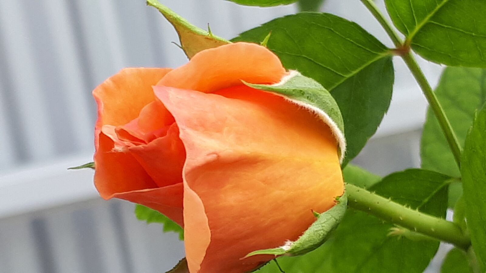 Samsung Galaxy A5(2017) sample photo. Yellow, flowers, roses photography