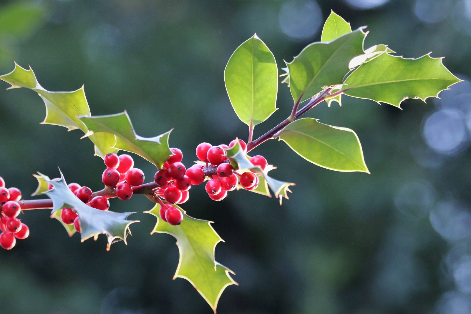 Canon EOS 200D (EOS Rebel SL2 / EOS Kiss X9) sample photo. Llex aquifolium, common holly photography