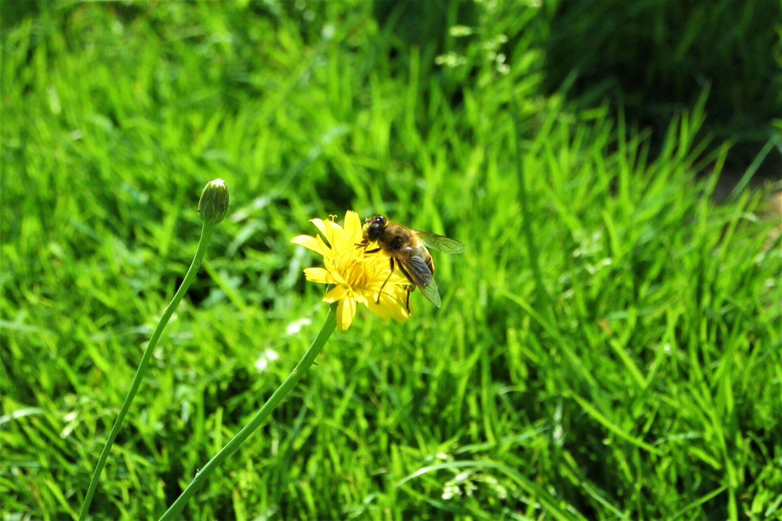 Canon PowerShot SX610 HS sample photo. Yellow, wild flower, fly photography