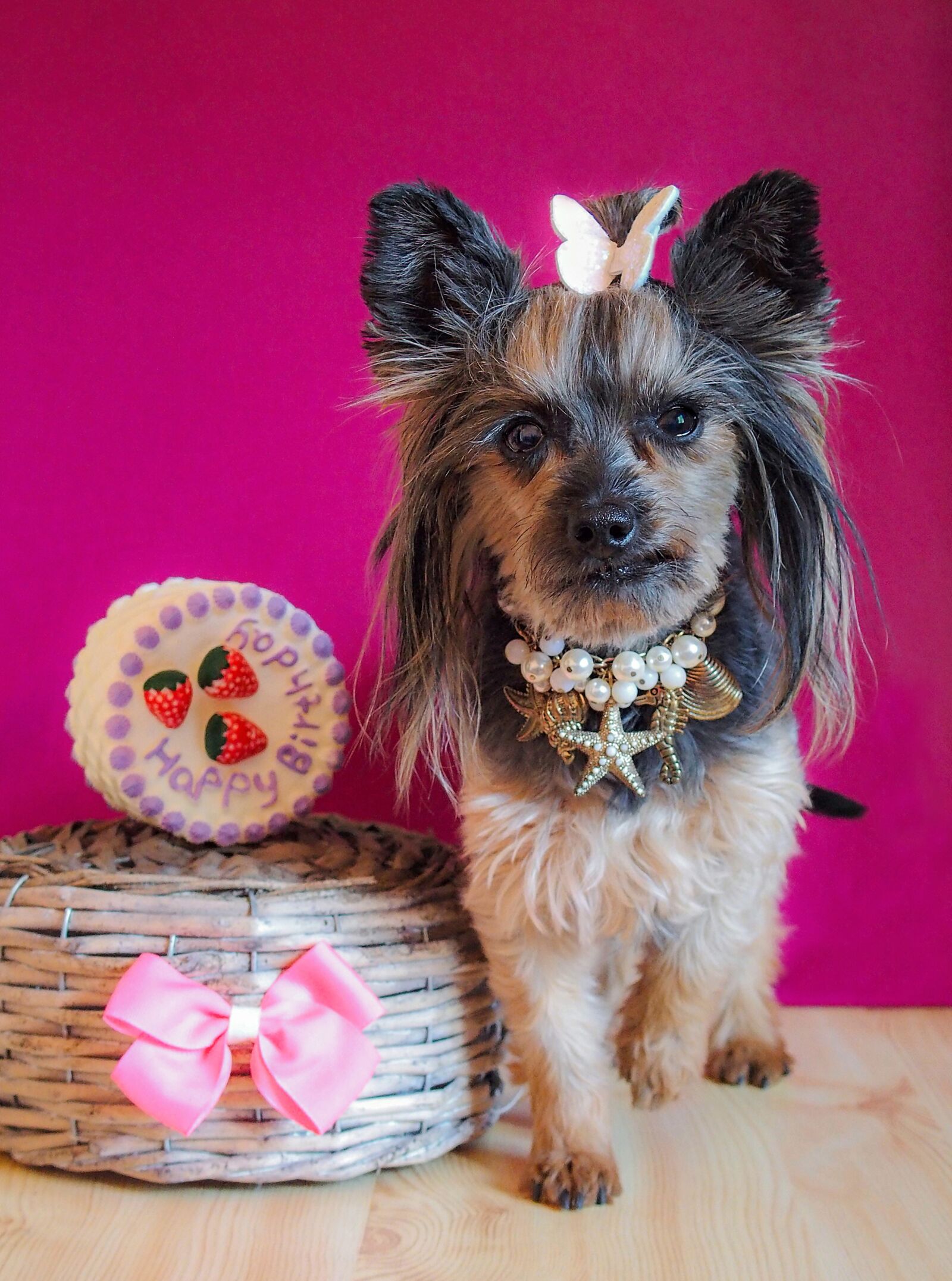 Olympus STYLUS1,1s sample photo. Yorkshire terrier, dog, birthday photography