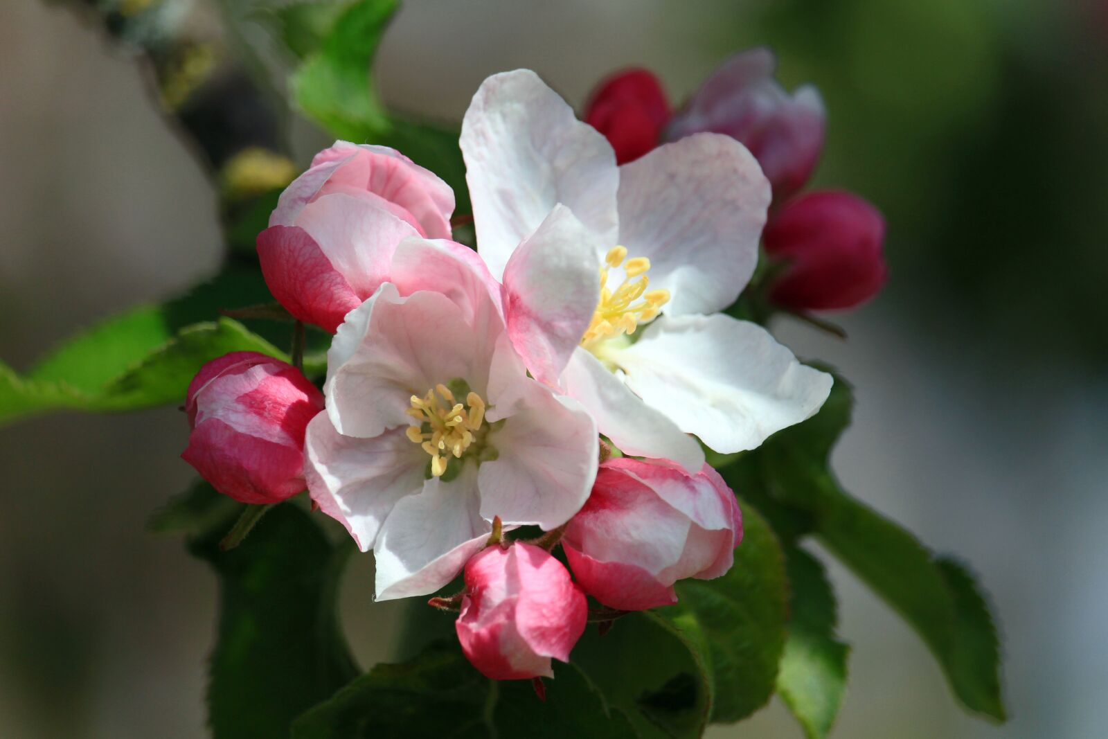 Canon EOS 700D (EOS Rebel T5i / EOS Kiss X7i) sample photo. Apple blossom, spring, apple photography